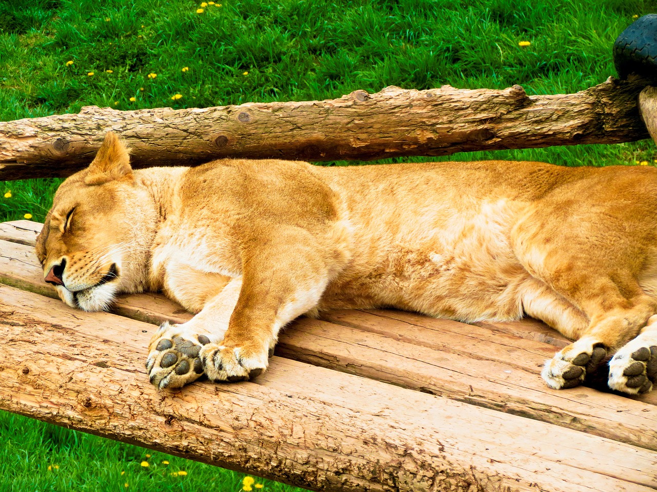 lion female resting free photo