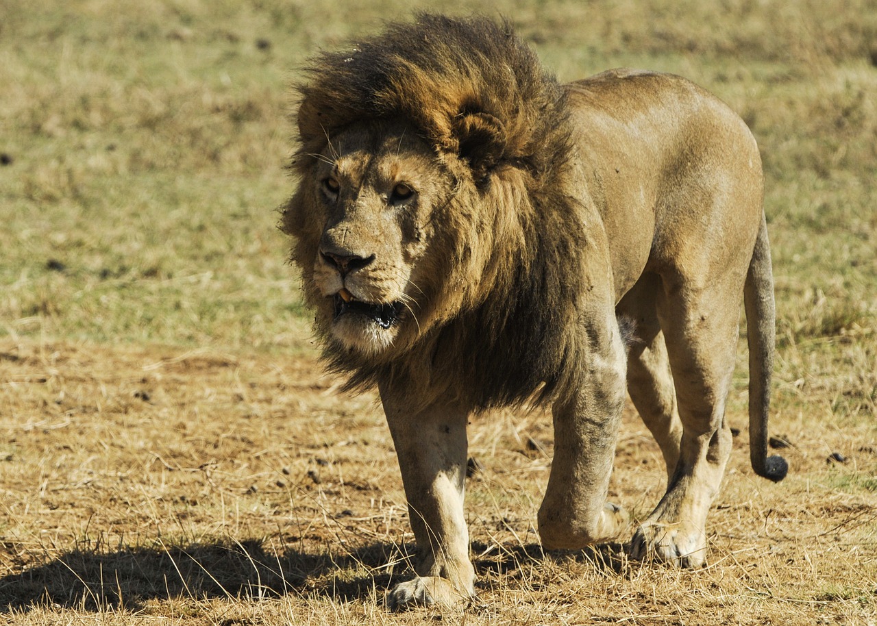 lion wild predator free photo