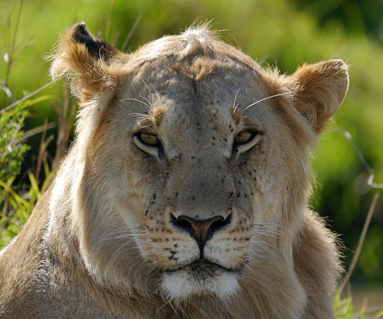 lion kenya safari free photo