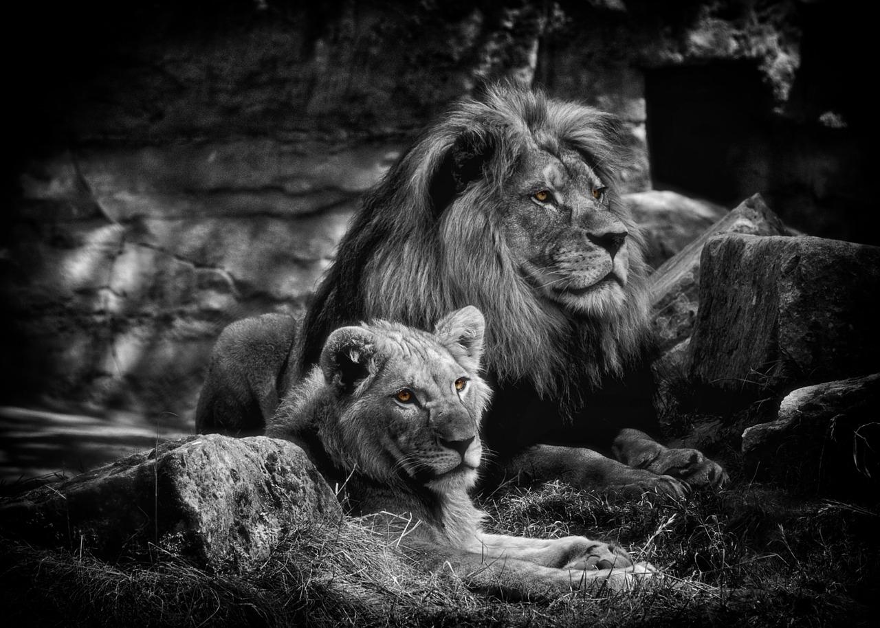 lion bw animals free photo