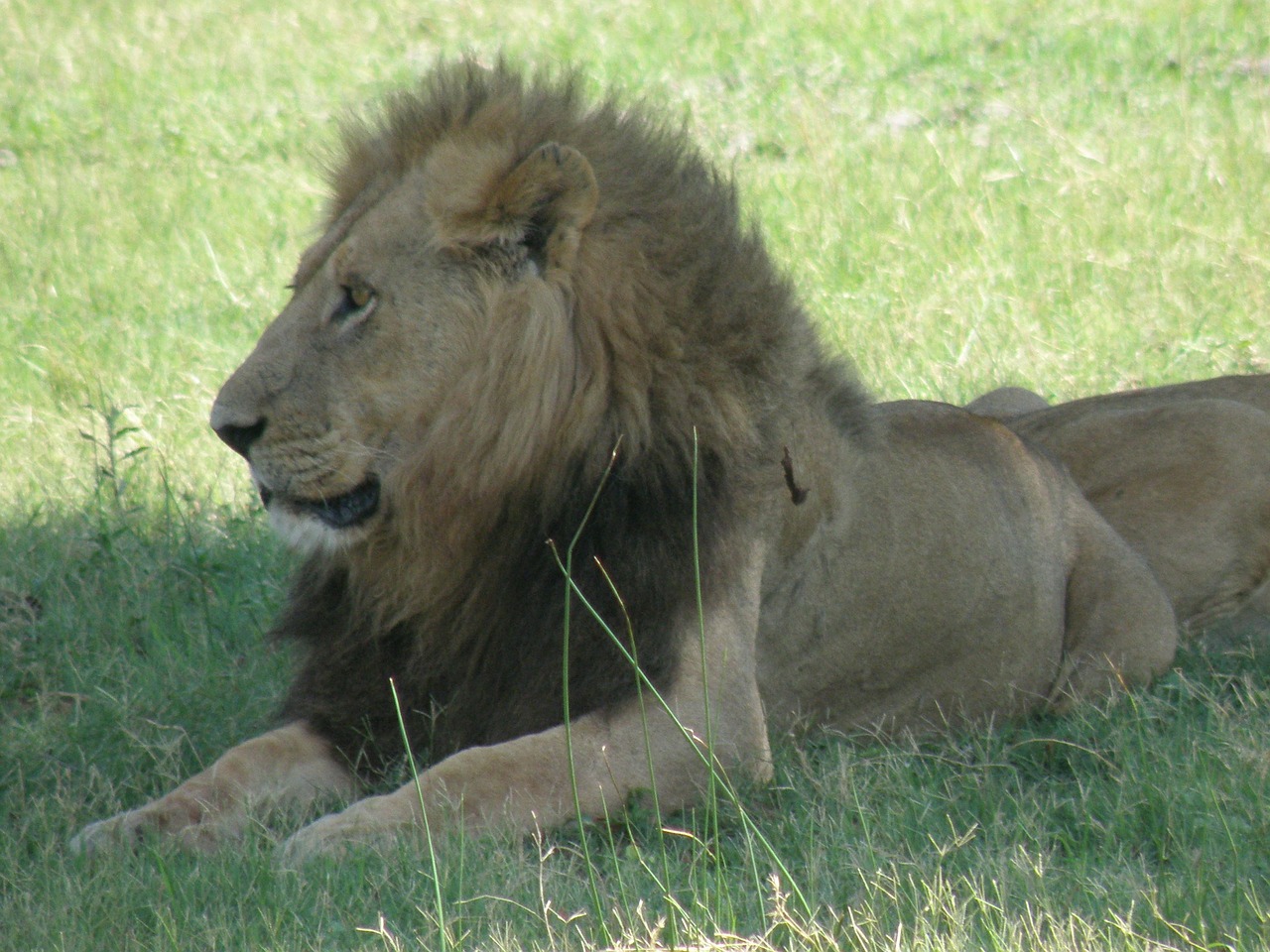 lion wildlife male free photo