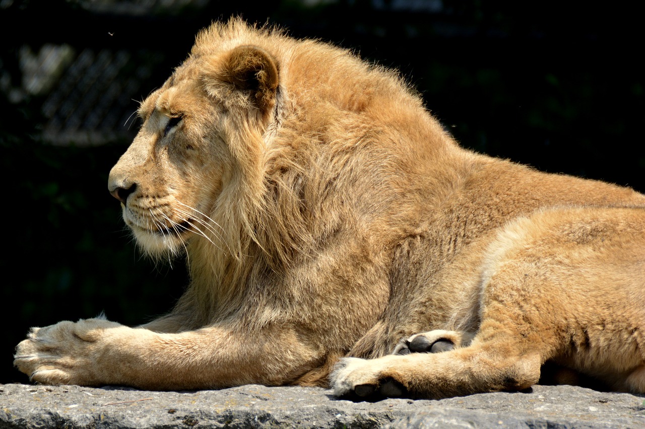 lion animal mammal free photo