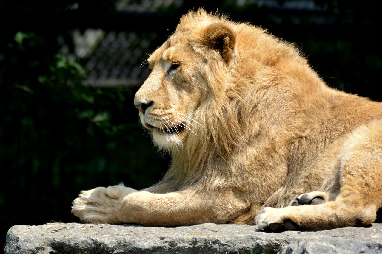 lion animal mammal free photo
