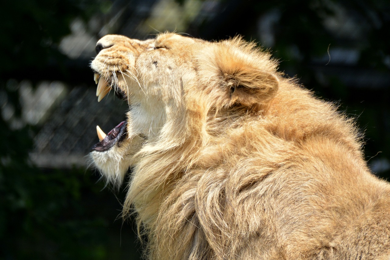 lion animal mammal free photo