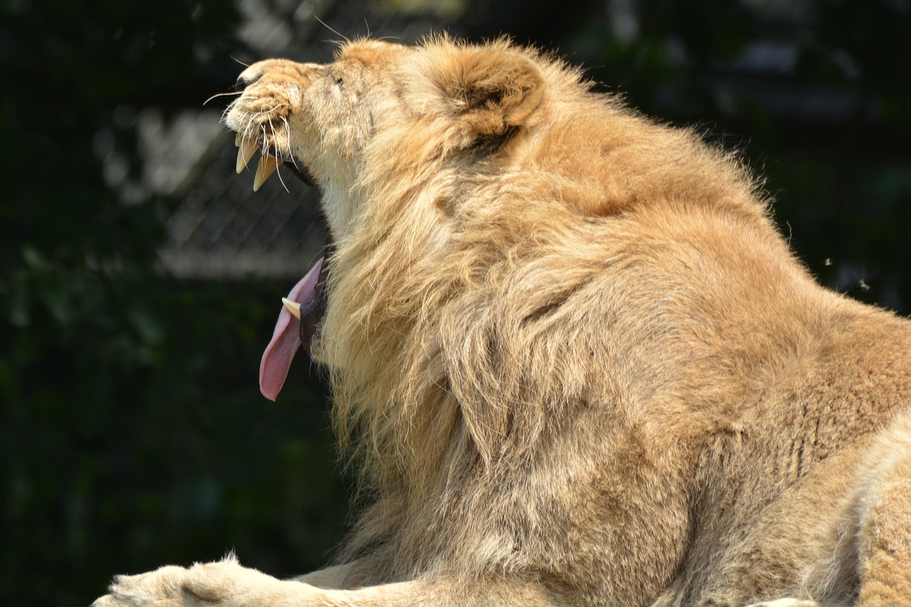 lion animal mammal free photo