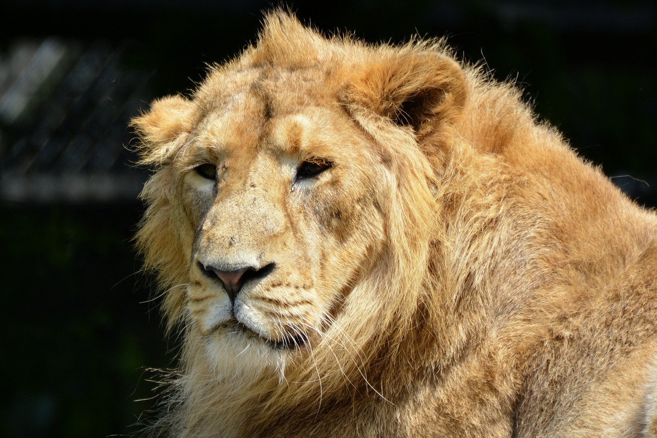 lion animal mammal free photo