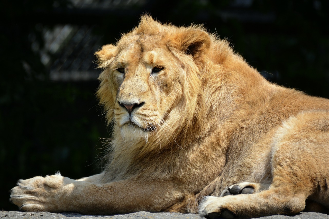 lion animal mammal free photo