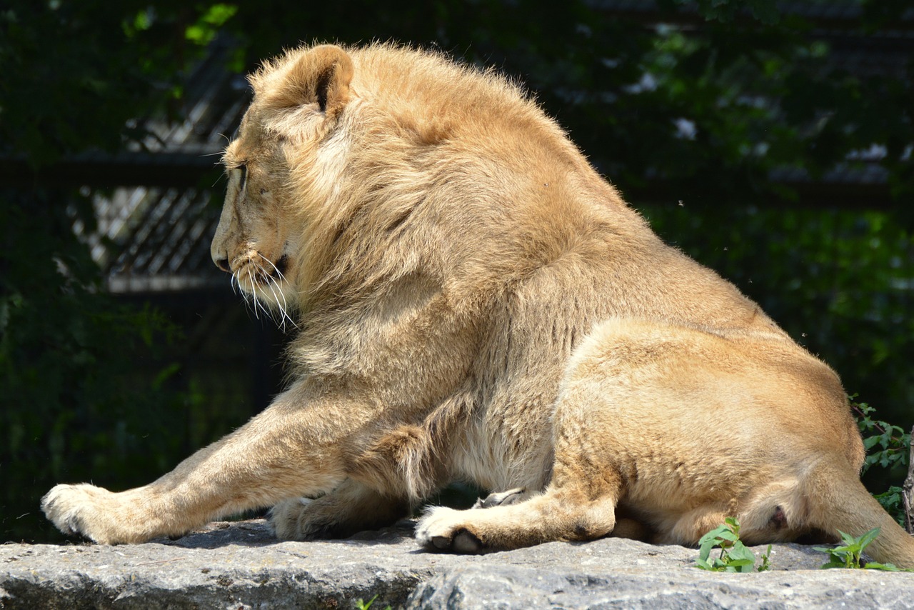 lion animal mammal free photo