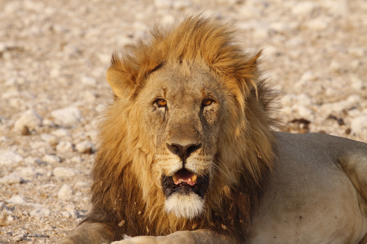 lion pasha africa free photo