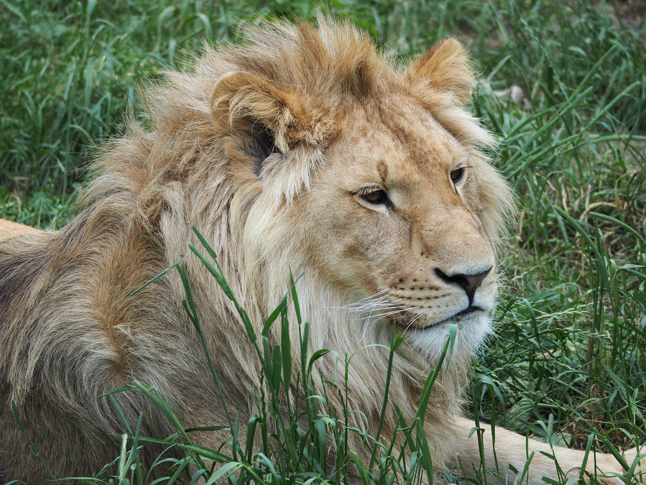 lion king rest free photo