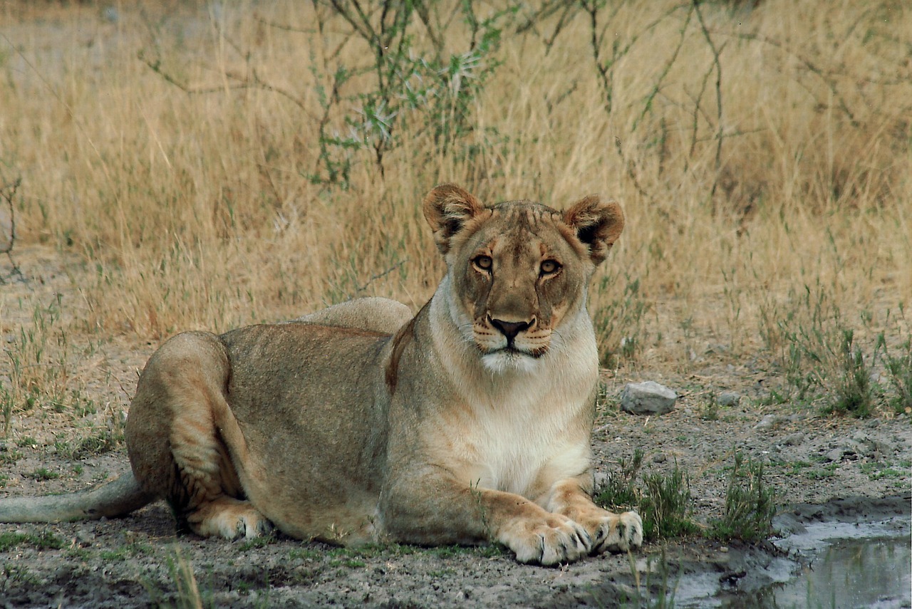 lion female cat free photo