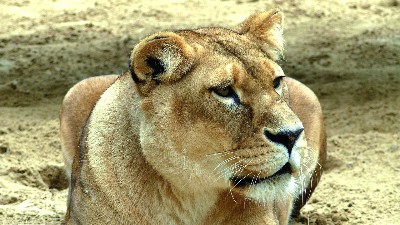 lion lioness savannah free photo