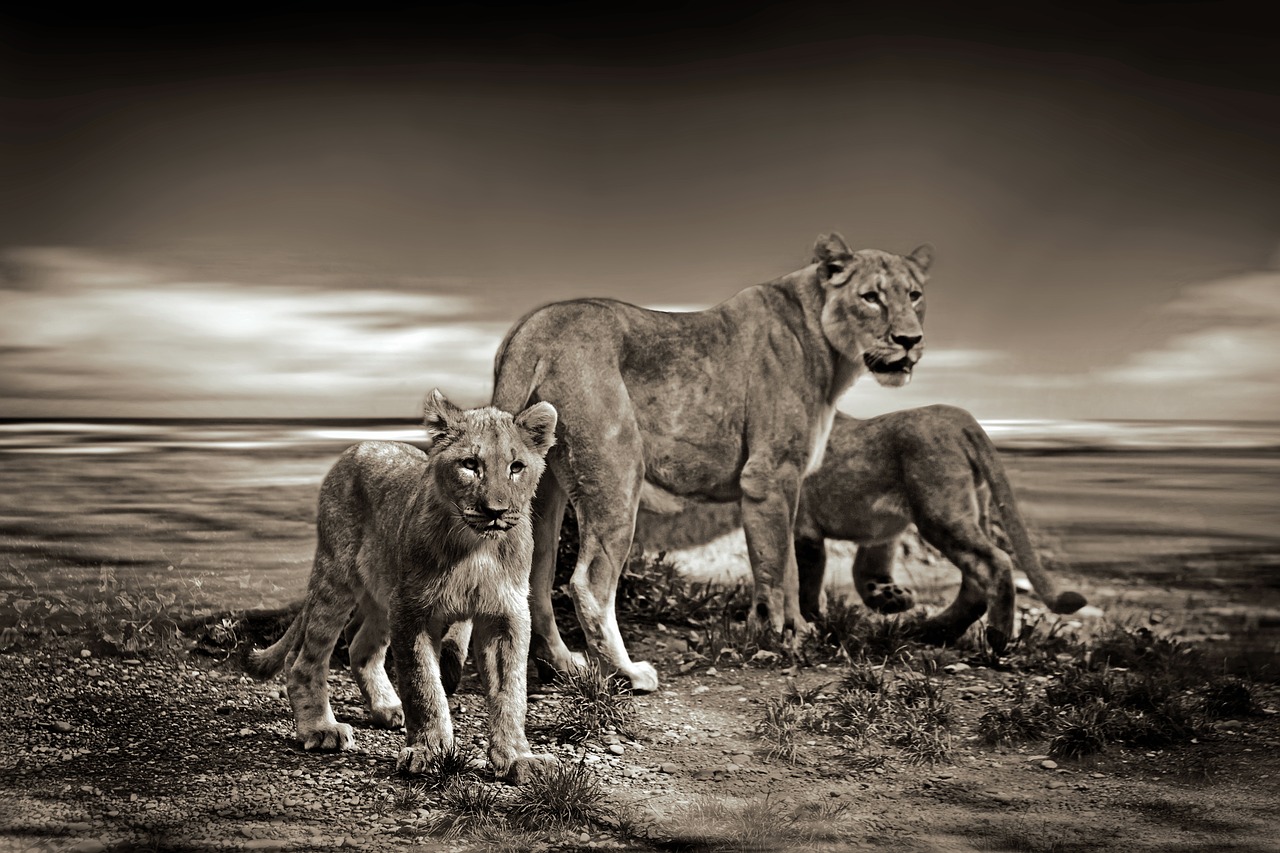 lion lions wild animal free photo
