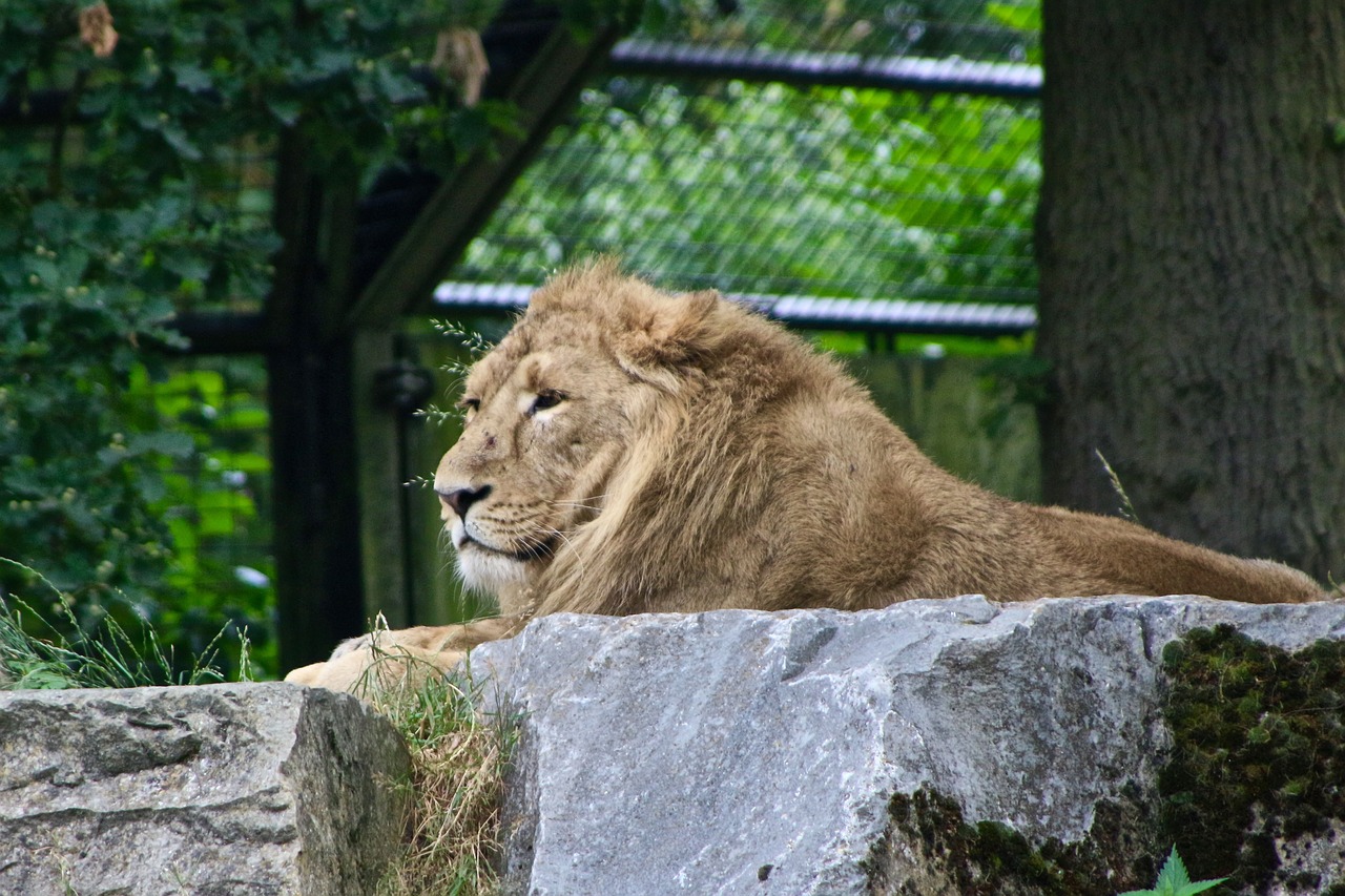 lion planckendael zoo free photo
