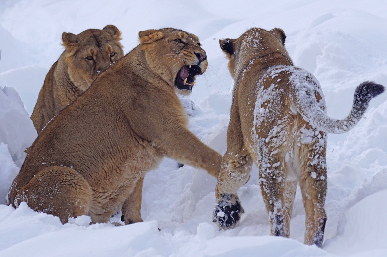 lion zoo predator free photo