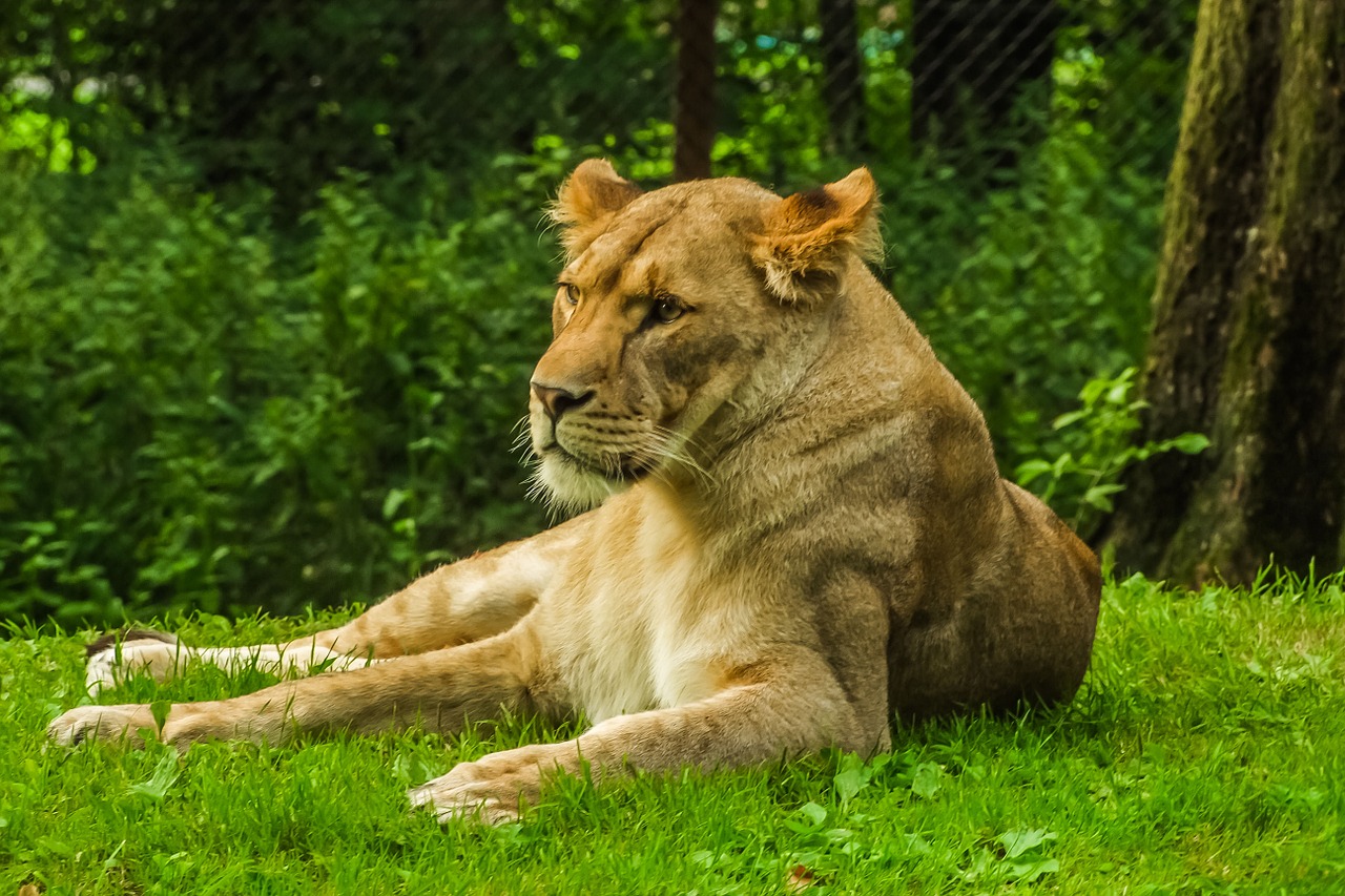 lion nature animal free photo