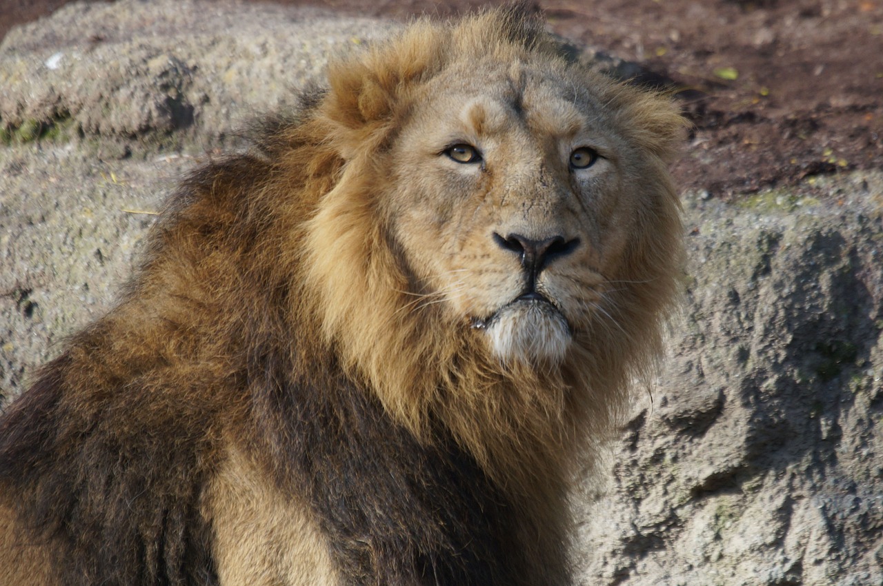 lion male king of the beasts free photo