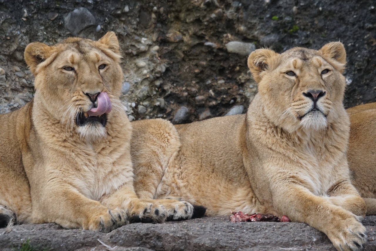 lion female cat free photo