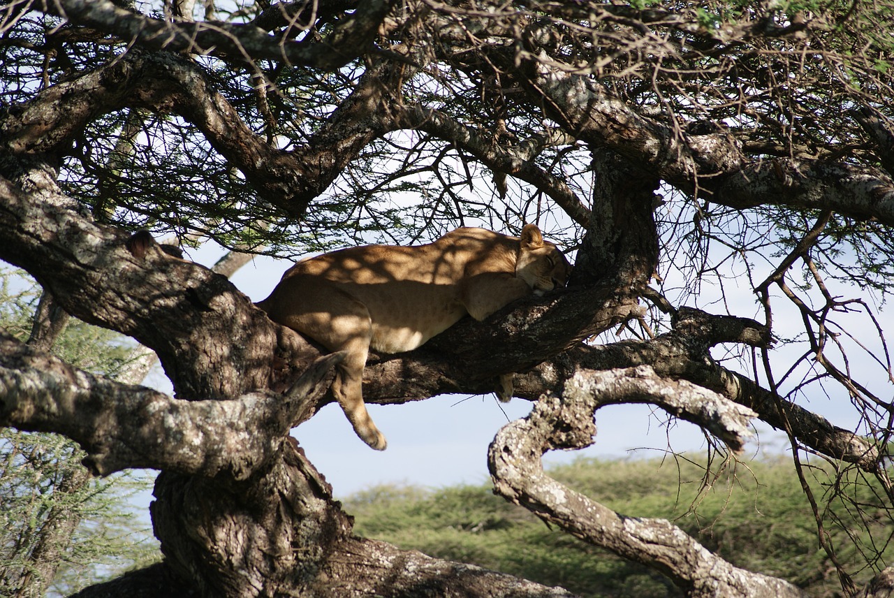 lion sleep africa free photo