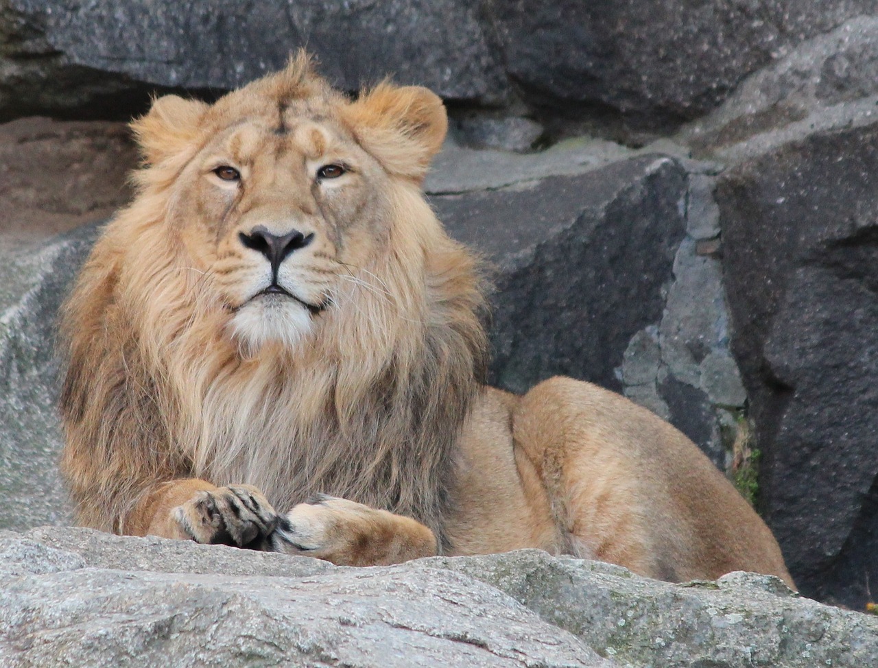 lion animal zoo free photo