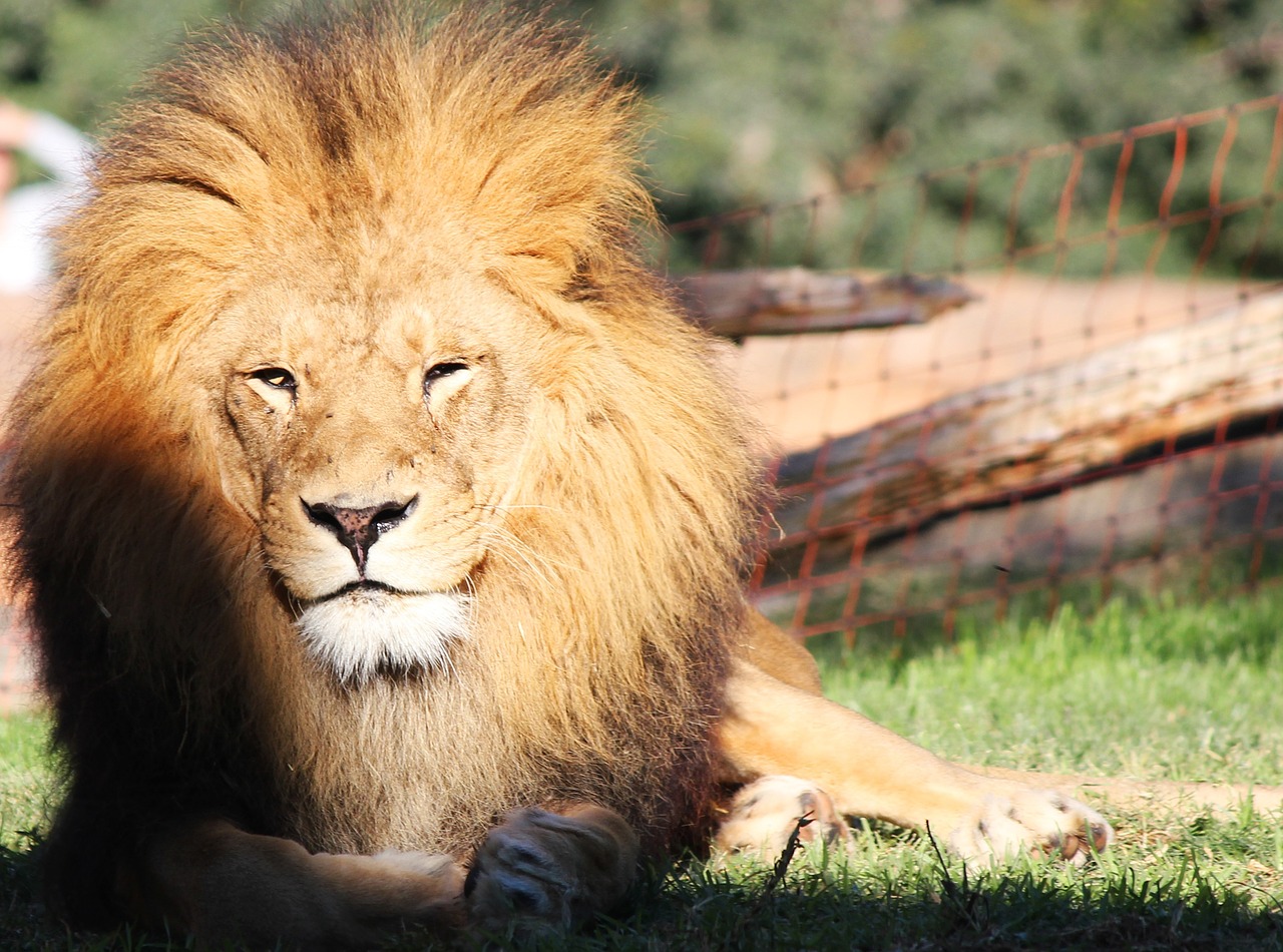 lion zoo spain free photo