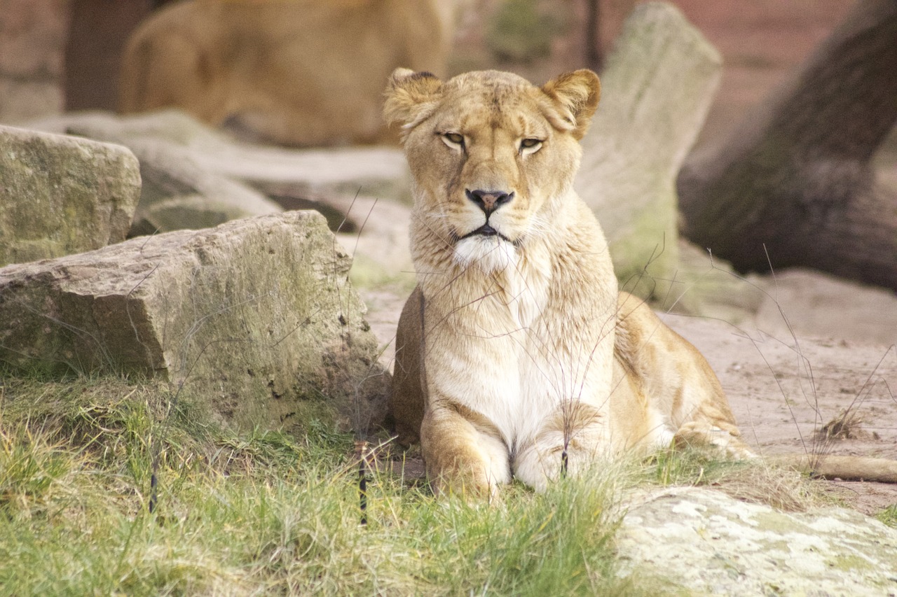 lion zoo predator free photo