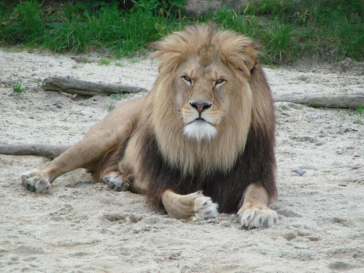 lion wild animal predator free photo