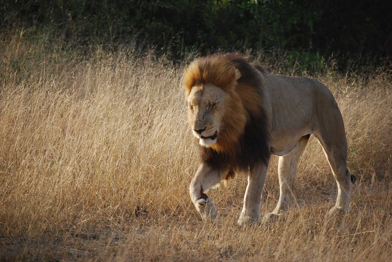 lion south africa africa free photo