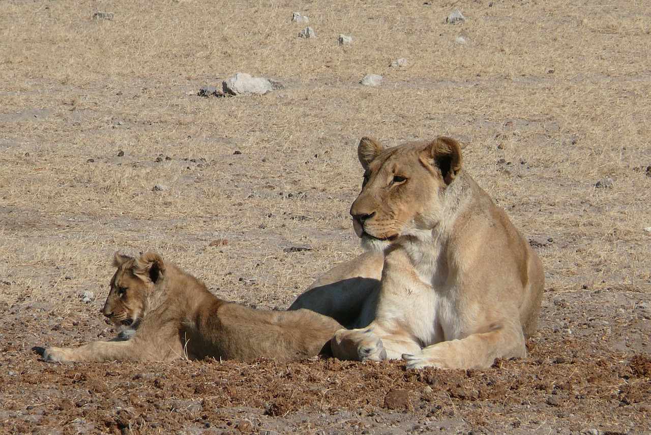 lion africa sleepy lion free photo