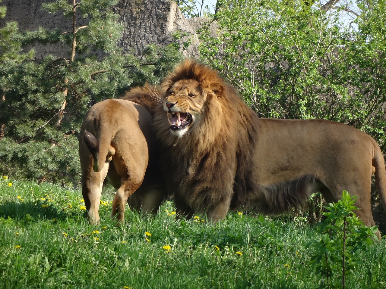 lion animal safari free photo