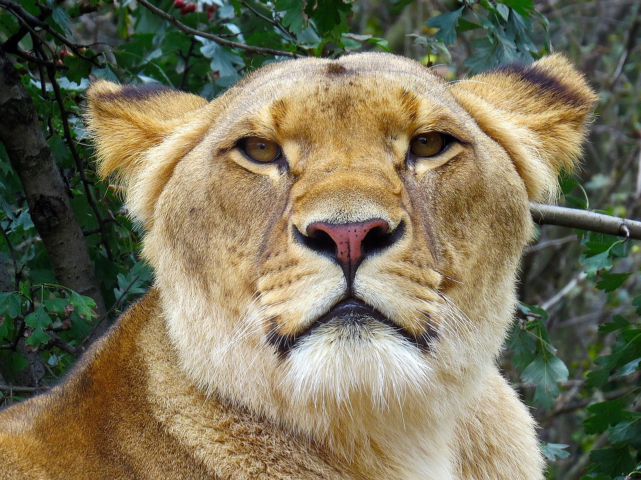 lion lioness cat free photo