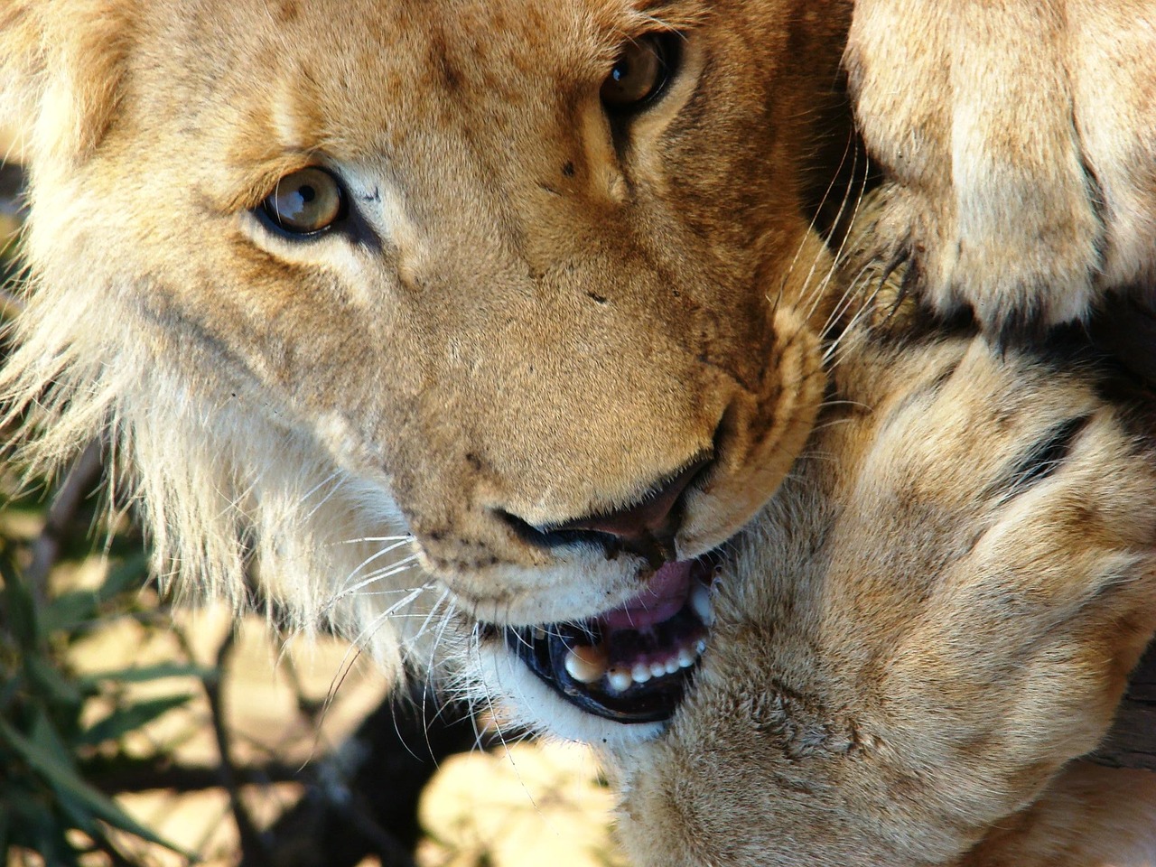 lion south africa animal free photo