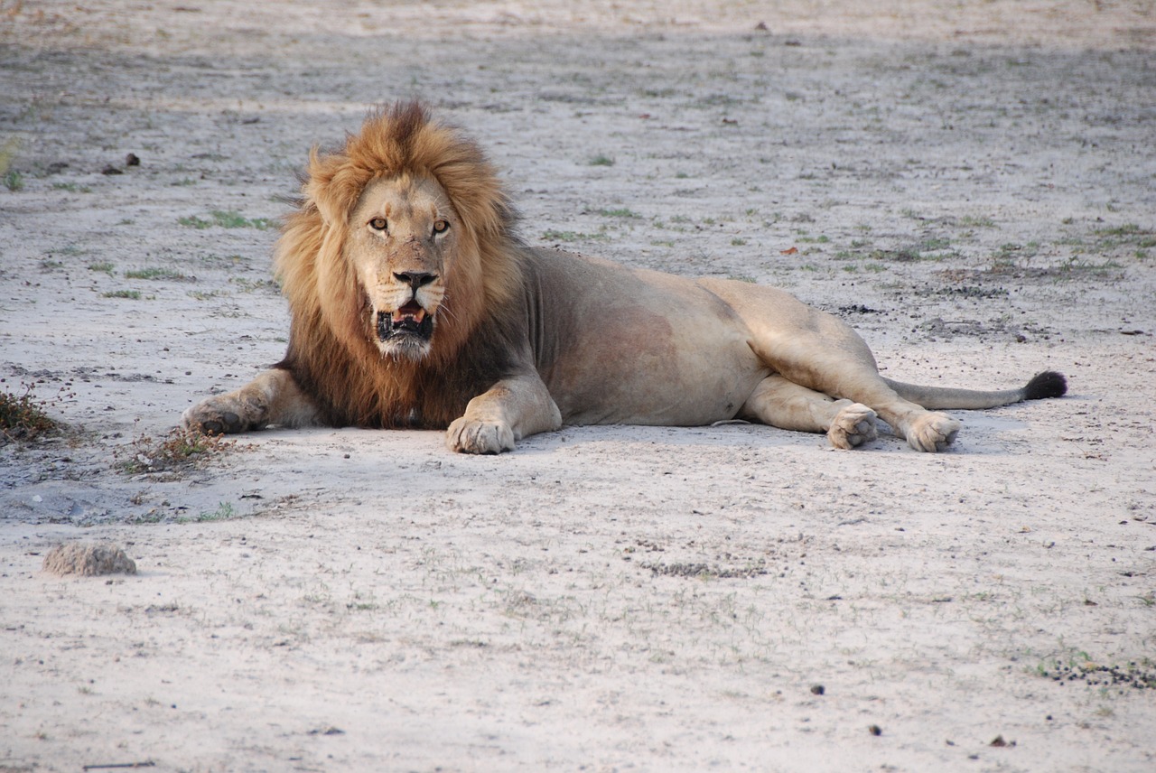 lion south africa park free photo