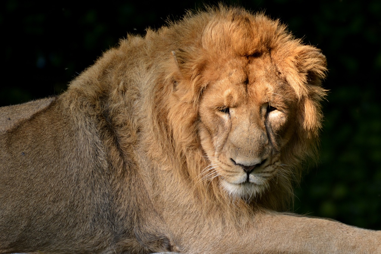 lion mammal predator free photo