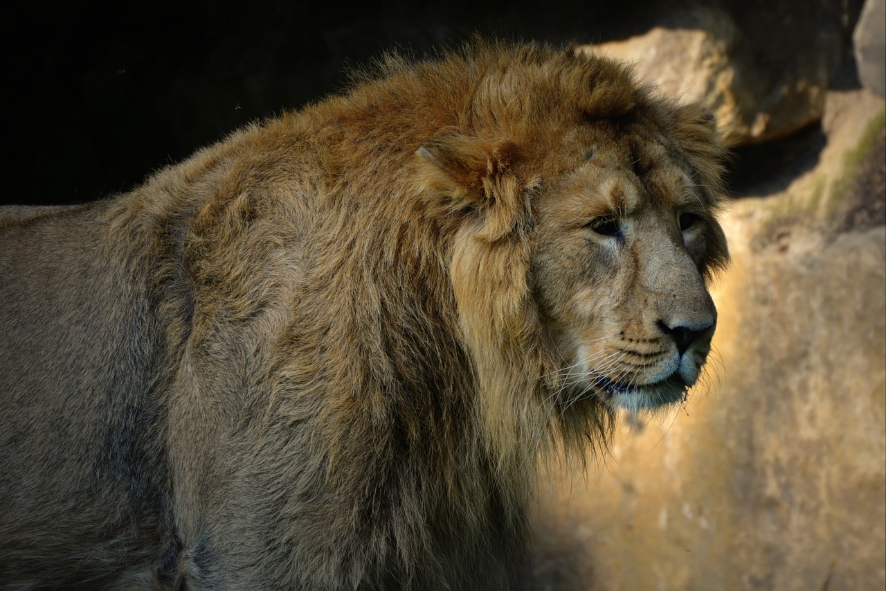 lion mammal predator free photo