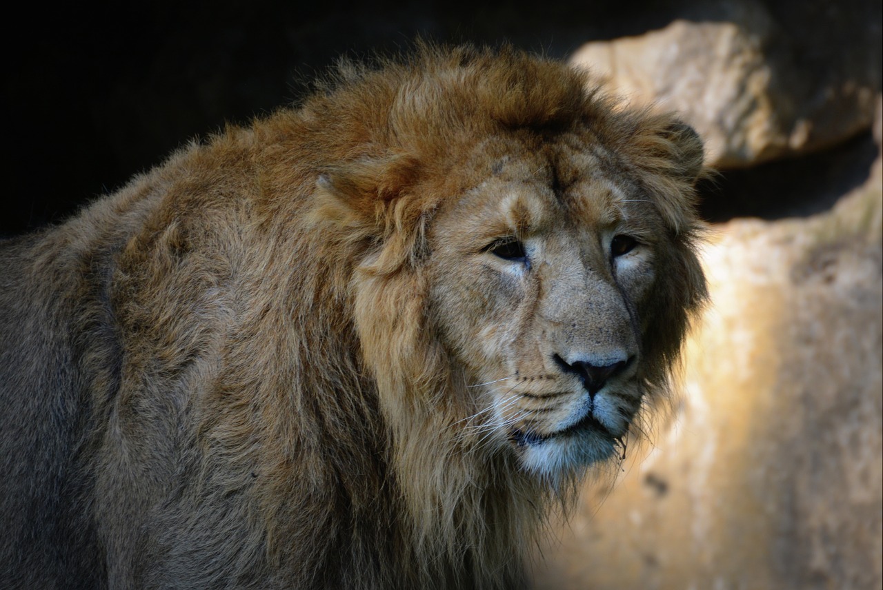 lion animal mammal free photo