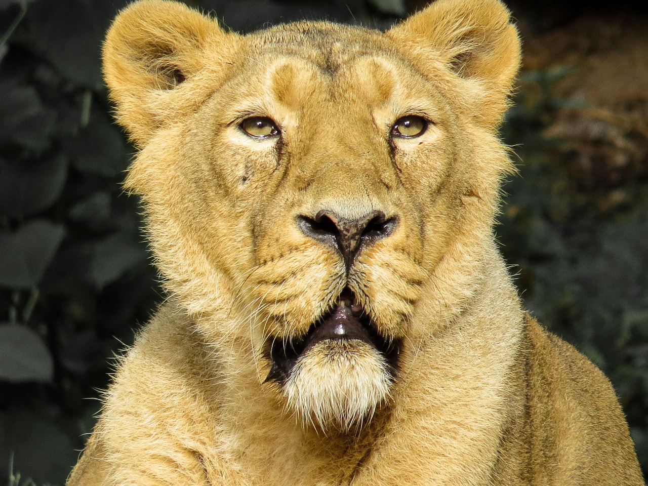 lion predator cat free photo