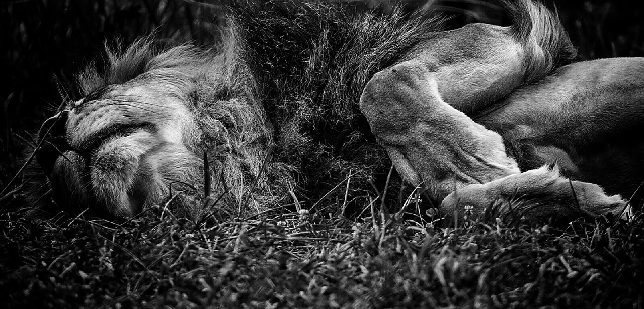 lion male sleeping free photo