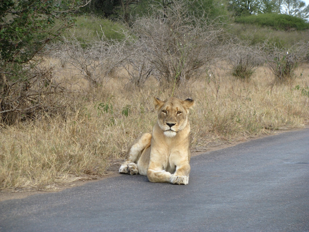 lion safari animal free photo