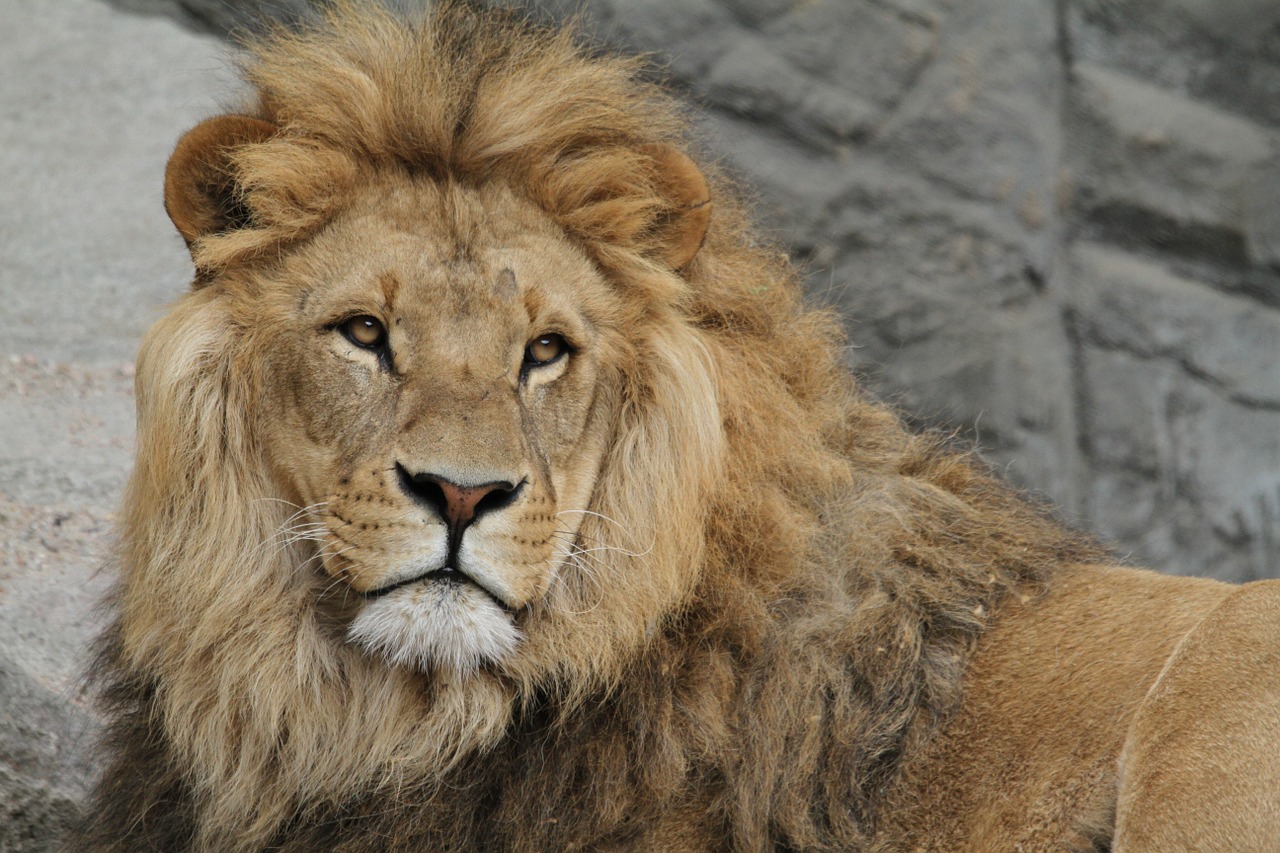 lion lion's mane cat free photo