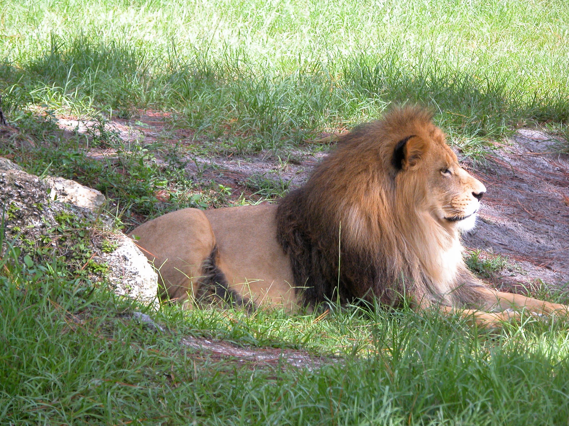 lion wildlife animal free photo