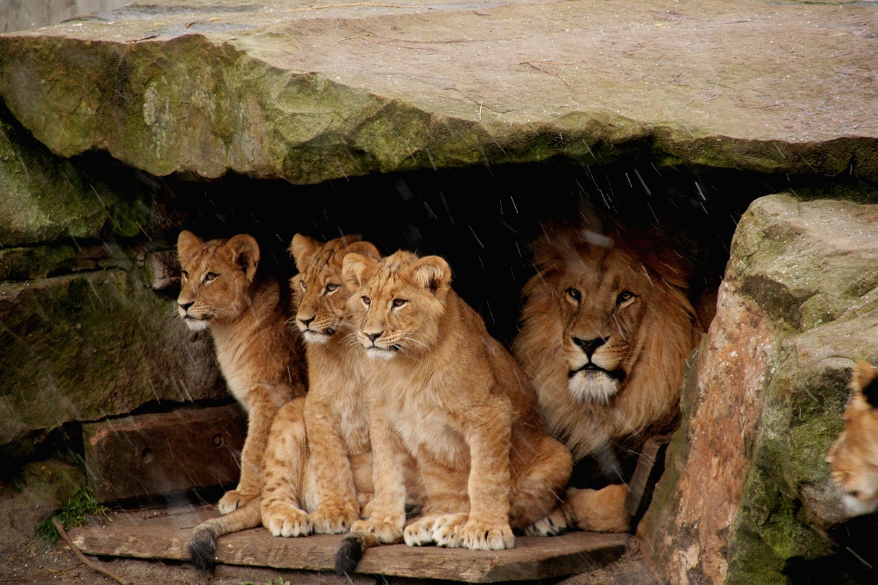 lion baby  lion  predator free photo