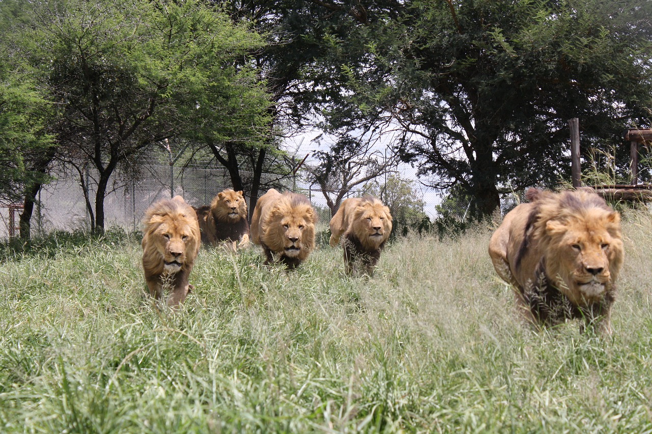 lion charge wild animals lion free photo