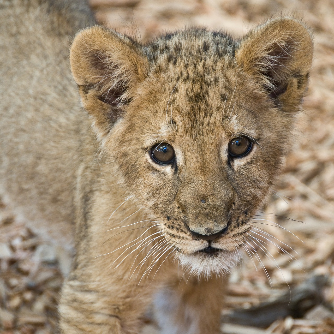 lion cub lion cute free photo