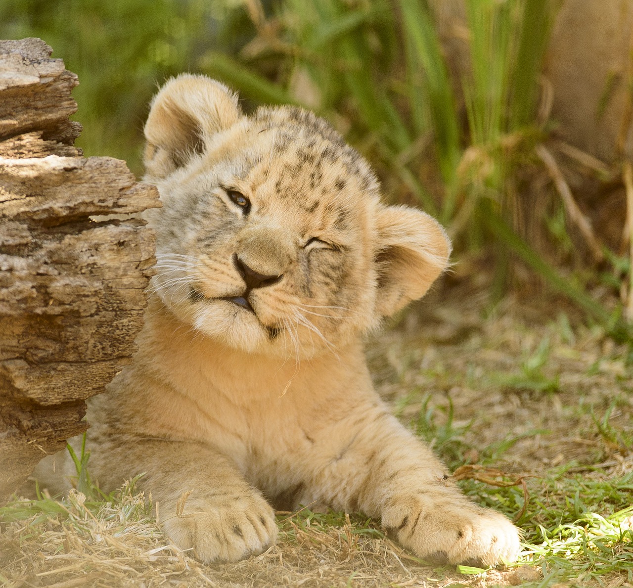 lion cub adorable cute free photo