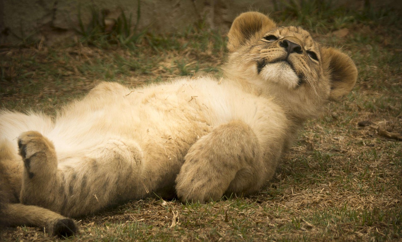 lion cub cute smile free photo
