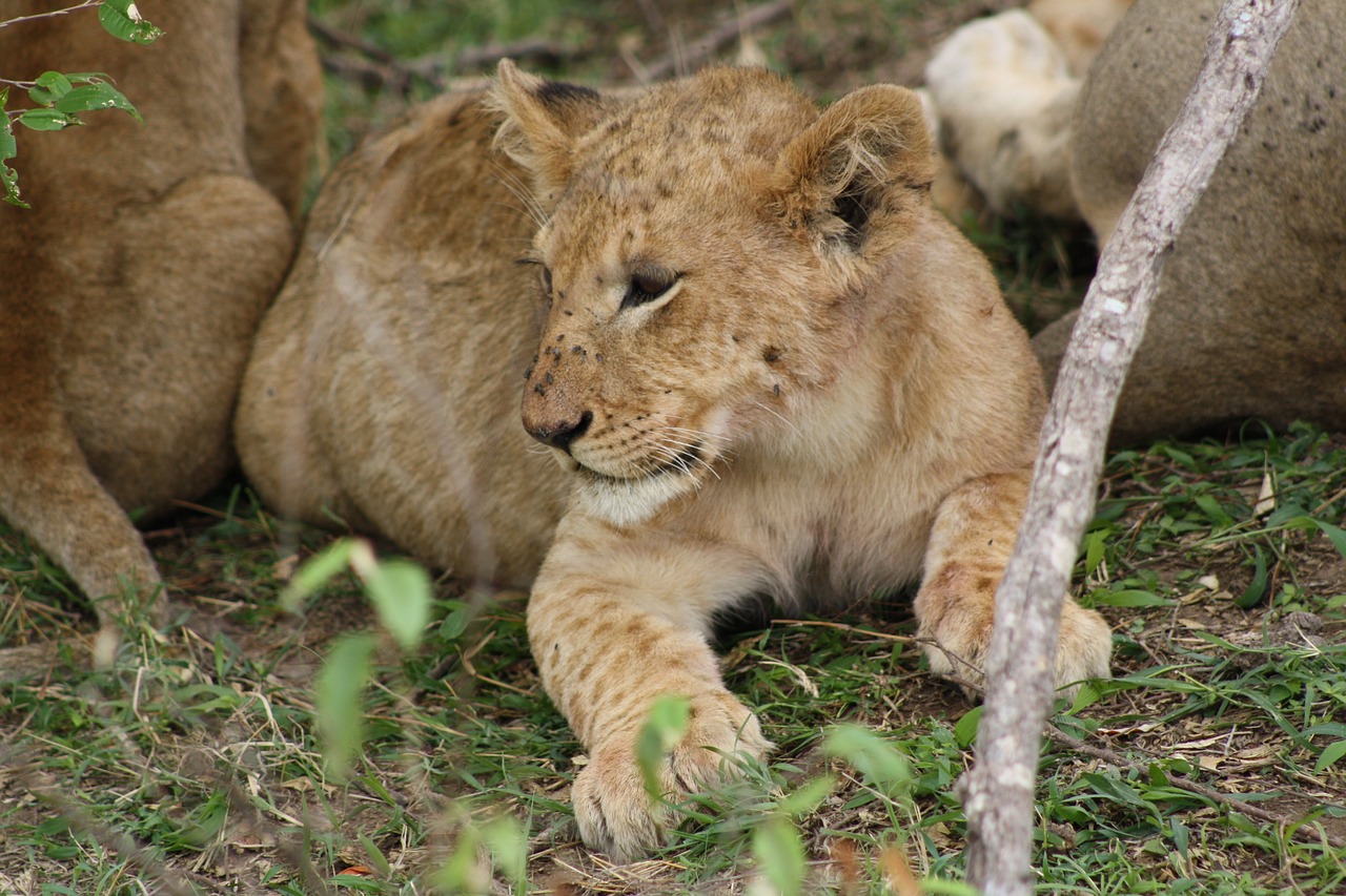 lion cub resting wildlife free photo