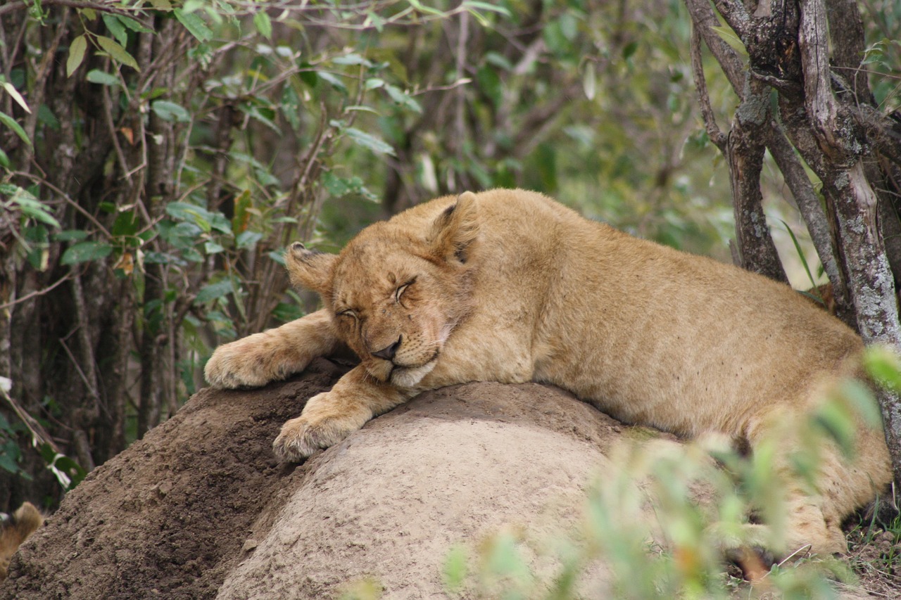 lion cub africa masai mara free photo