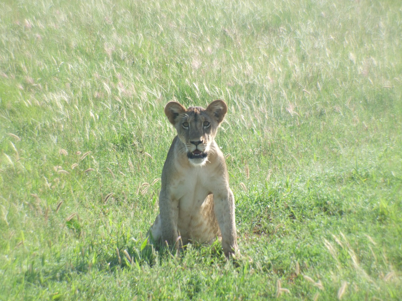 lion cub lion wildcat free photo