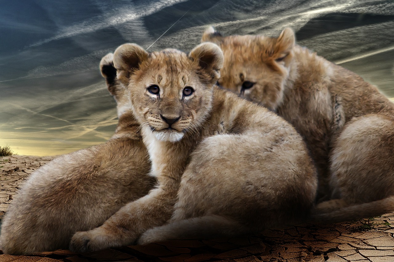 lion cub lion babies lion free photo